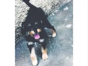 Cachorro raça Vira lata com shitszu  idade  nome Bonnie 