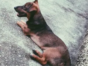 Cachorro raça Vira lata com Basset  idade 2 a 6 meses nome Kratos 