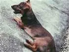 Cachorro raça Vira lata com Basset  idade 2 a 6 meses nome Kratos 