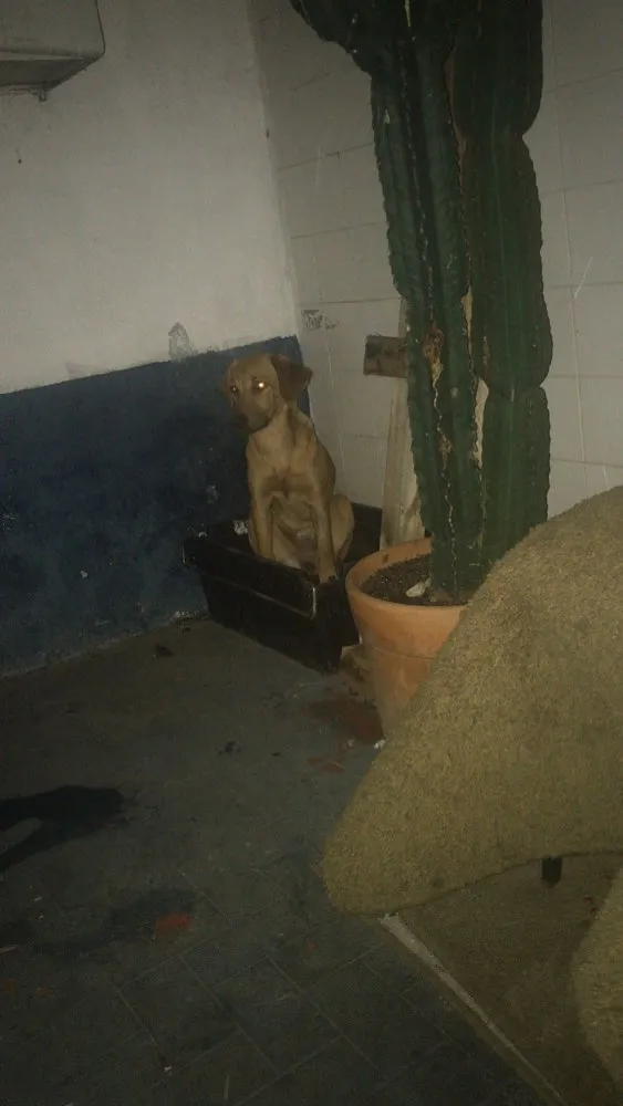 Cachorro ra a SRD idade 7 a 11 meses nome Princesa 