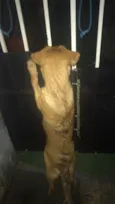Princesa 