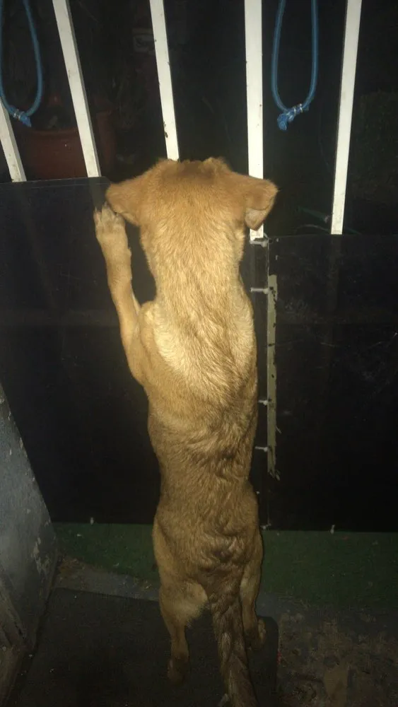 Cachorro ra a SRD idade 7 a 11 meses nome Princesa 