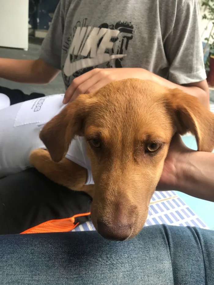 Cachorro ra a SRD idade 7 a 11 meses nome Princesa 