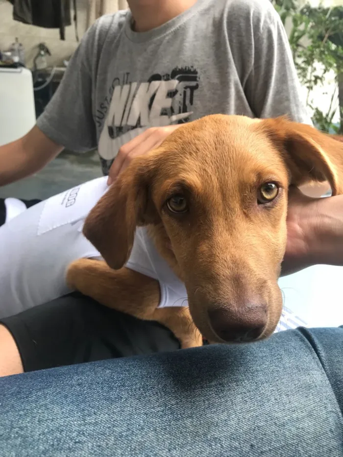 Cachorro ra a SRD idade 7 a 11 meses nome Princesa 