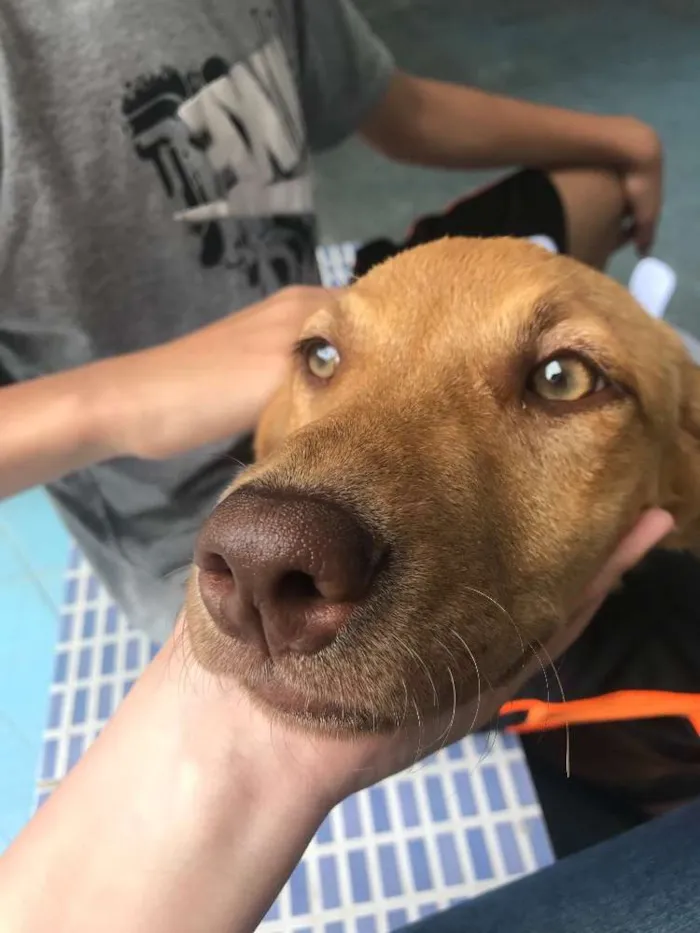 Cachorro ra a SRD idade 7 a 11 meses nome Princesa 