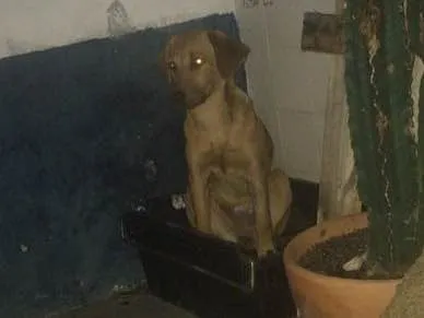 Cachorro ra a SRD idade 7 a 11 meses nome Princesa 