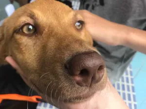 Cachorro raça SRD idade 7 a 11 meses nome Princesa 