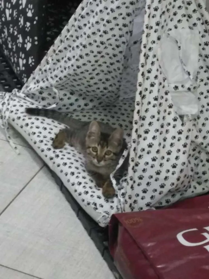 Gato ra a Srd idade Abaixo de 2 meses nome Léo