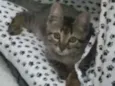 Léo