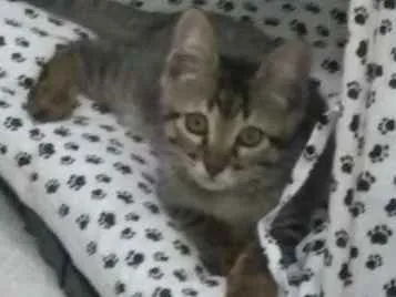 Gato ra a Srd idade Abaixo de 2 meses nome Léo