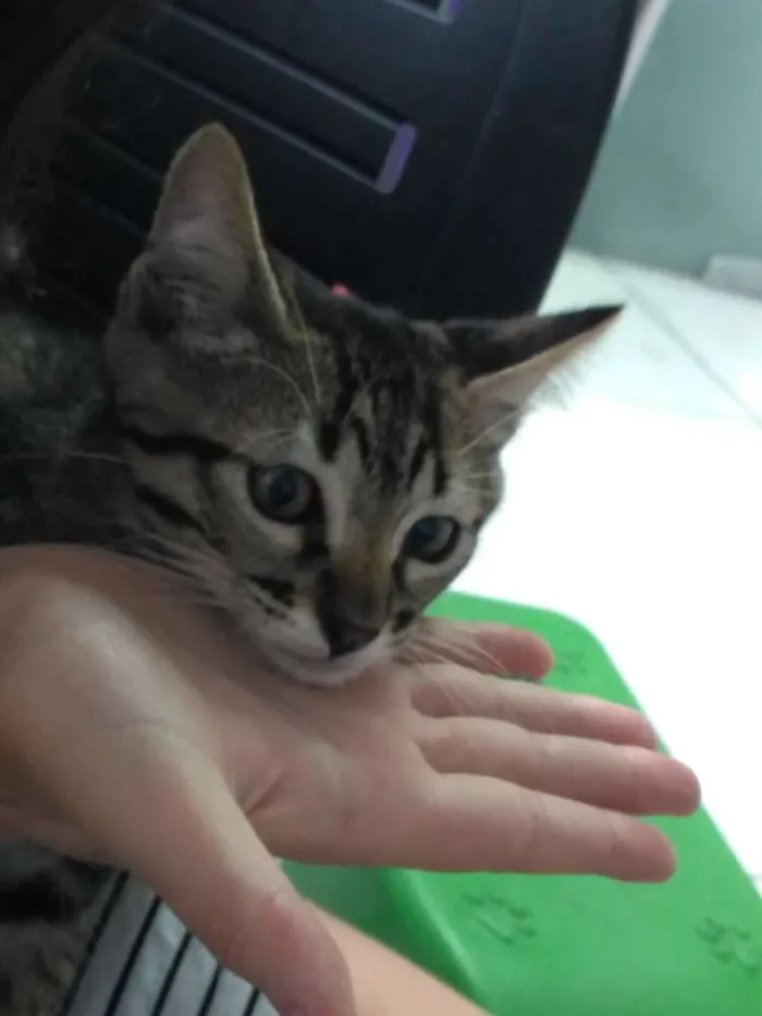 Gato ra a Srd idade Abaixo de 2 meses nome Léo