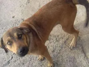 Cachorro raça Vira lata idade 1 ano nome Pitica
