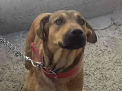 Cachorro raça Vira lata idade 1 ano nome Pitica