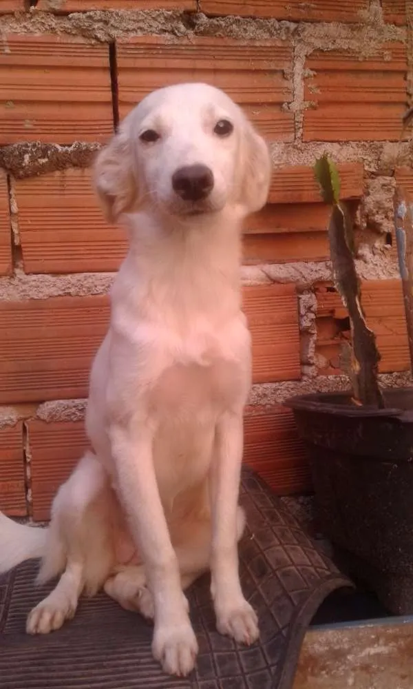 Cachorro ra a Não sei  idade 1 ano nome King