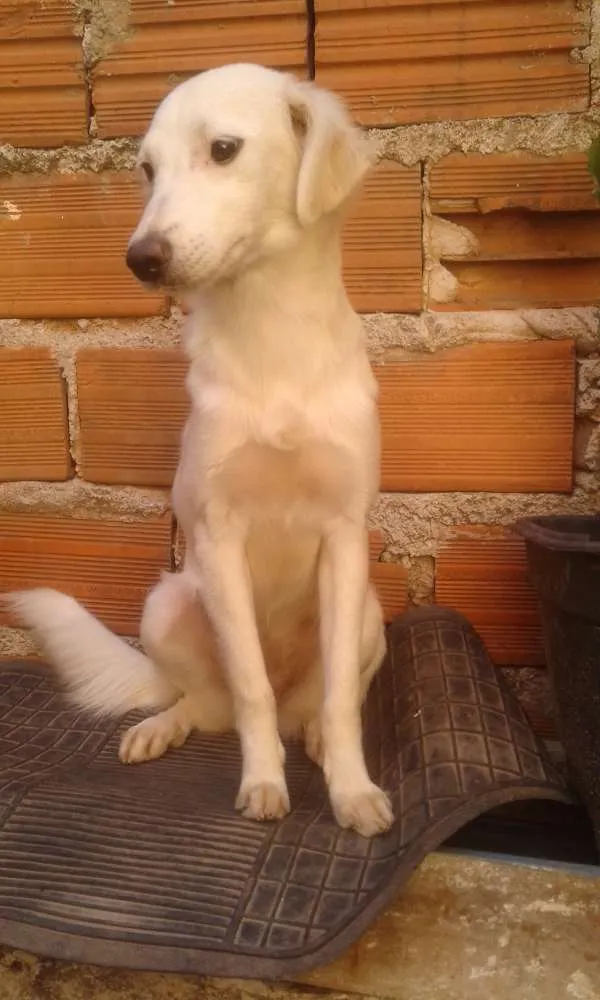 Cachorro ra a Não sei  idade 1 ano nome King