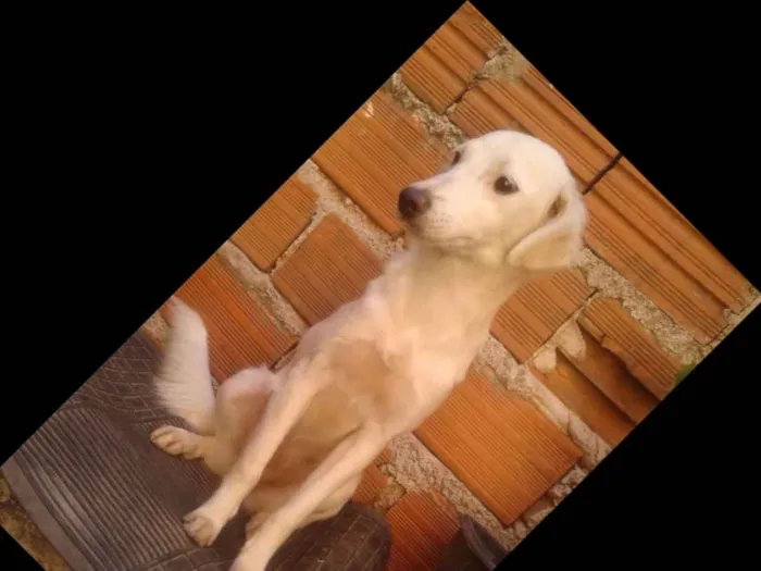 Cachorro ra a Não sei  idade 1 ano nome King