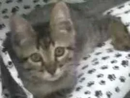 Gato raça Srd idade Abaixo de 2 meses nome Léo