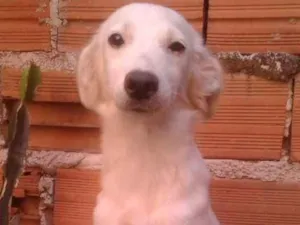 Cachorro raça Não sei  idade 1 ano nome King