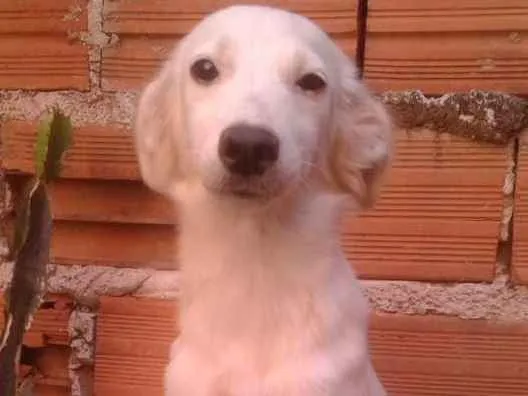 Cachorro ra a Não sei  idade 1 ano nome King