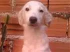 Cachorro raça Não sei  idade 1 ano nome King