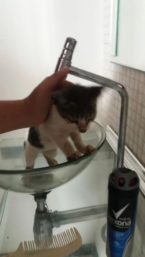 Gato raça  idade Abaixo de 2 meses nome Sem nome