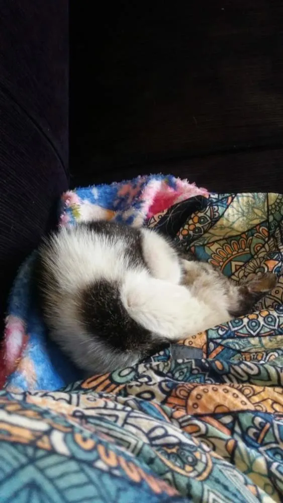Gato raça  idade Abaixo de 2 meses nome Sem nome