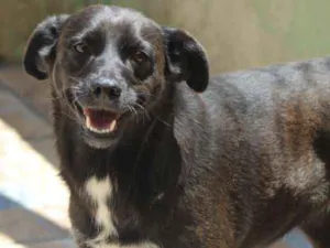 Cachorro raça  idade 5 anos nome Fanny