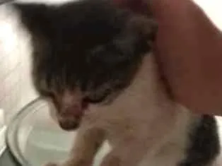 Gato raça  idade Abaixo de 2 meses nome Sem nome