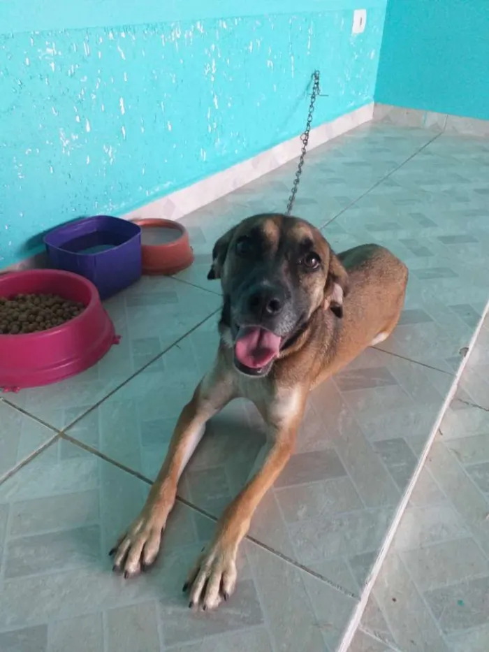 Cachorro ra a vira lata com cocker idade 1 ano nome Belinha