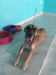 Belinha