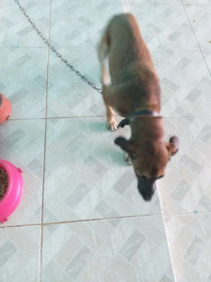 Cachorro ra a vira lata com cocker idade 1 ano nome Belinha
