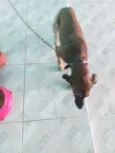 Belinha