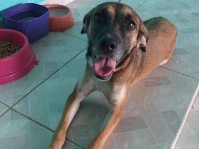 Cachorro ra a vira lata com cocker idade 1 ano nome Belinha