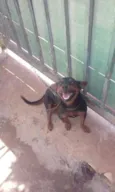 poliana 
