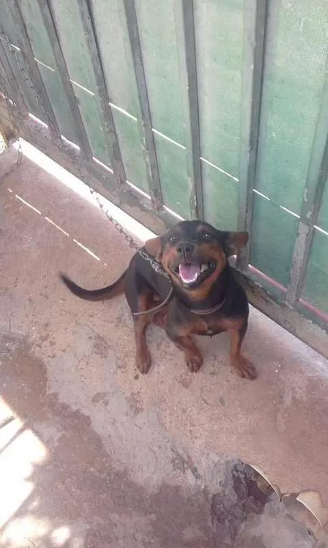 Cachorro ra a Dachshund misturado vira lata  idade  nome poliana 