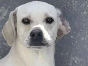 Cachorro raça  idade 3 anos nome Cauê