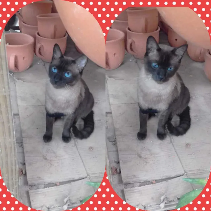 Gato ra a Ciamez idade 2 anos nome Nega