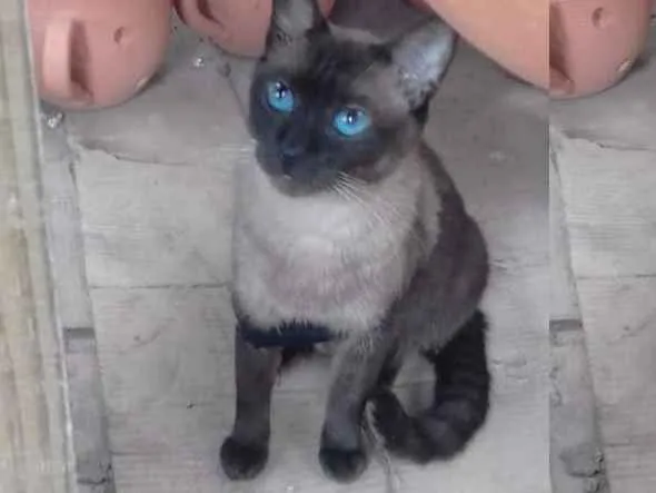 Gato ra a Ciamez idade 2 anos nome Nega