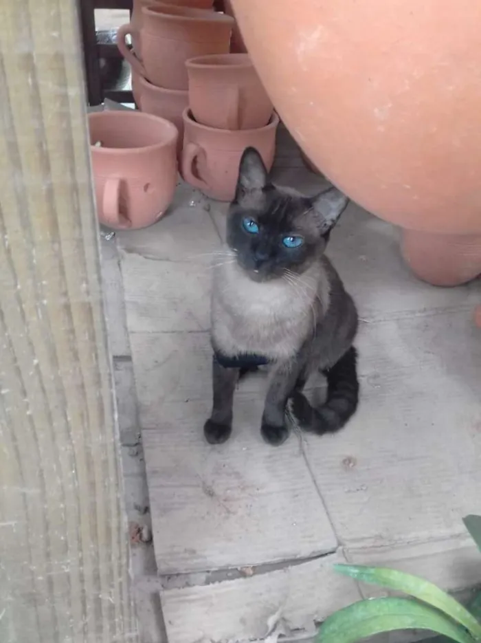 Gato ra a Ciamez idade 2 anos nome Nega