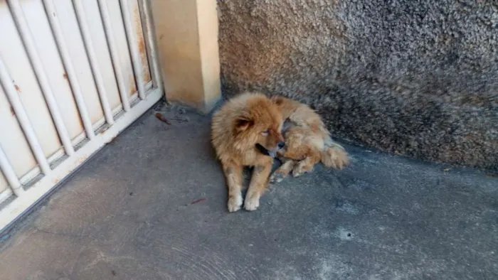 Cachorro raça Chow chow idade 1 ano nome Sem nome