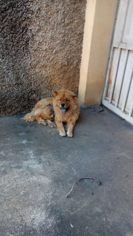 Cachorro raça Chow chow idade 1 ano nome Sem nome