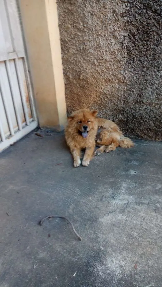 Cachorro raça Chow chow idade 1 ano nome Sem nome