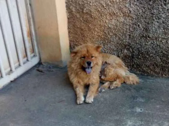 Cachorro raça Chow chow idade 1 ano nome Sem nome