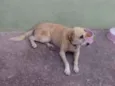 Pirata