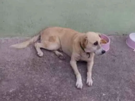 Cachorro ra a SRD idade 2 anos nome Pirata