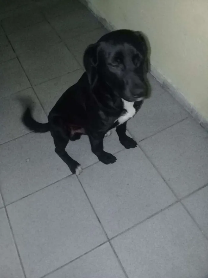 Cachorro ra a vira lata idade 1 ano nome Pantera