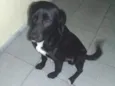 Pantera