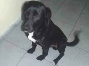 Cachorro raça vira lata idade 1 ano nome Pantera