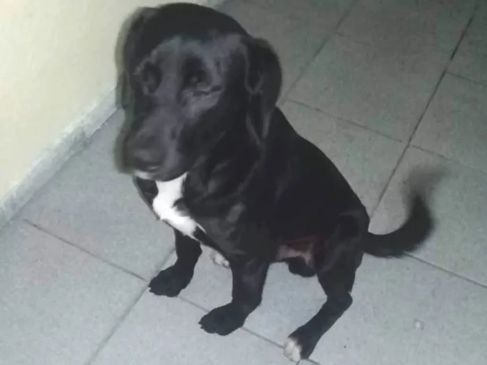 Cachorro ra a vira lata idade 1 ano nome Pantera