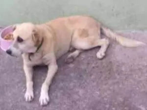 Cachorro raça SRD idade 2 anos nome Pirata